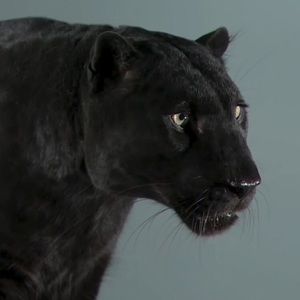 Meet your Posher, Keegan